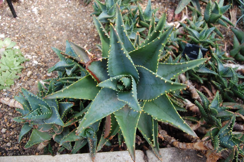 Aloe Mitriformis