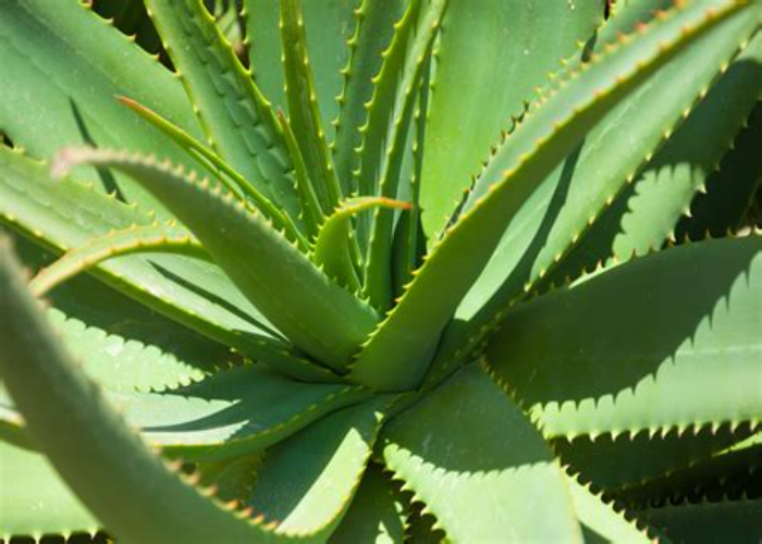 Aloe Vera (1)