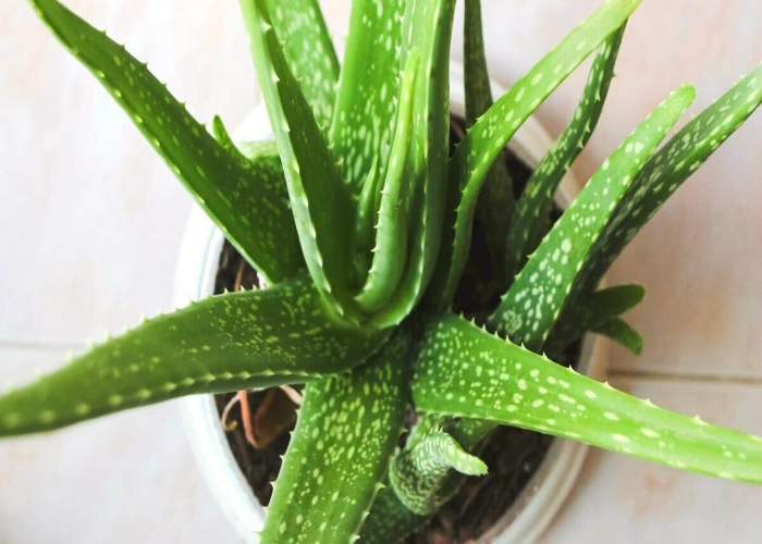 Aloe Vera (1)