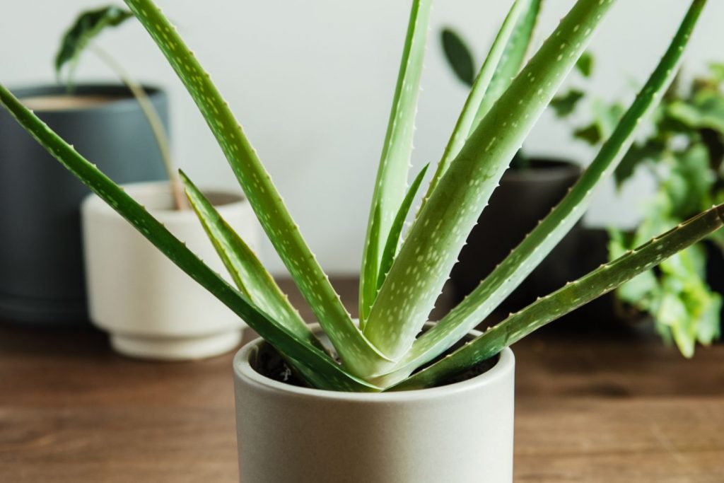 Aloe Vera Houseplant Care & Growing Tips