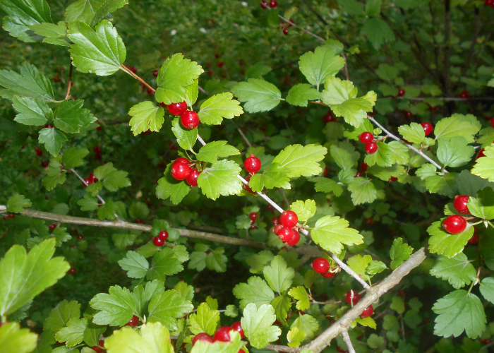 Alpine Currants 