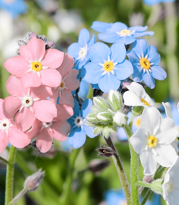 Alpine Forget-Me-Not