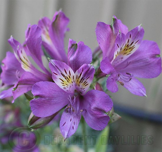 17 Alstroemeria Care Tips to Keep Your Plants Blooming Year-Round