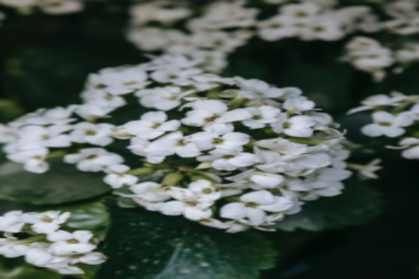 Alyssum (1)