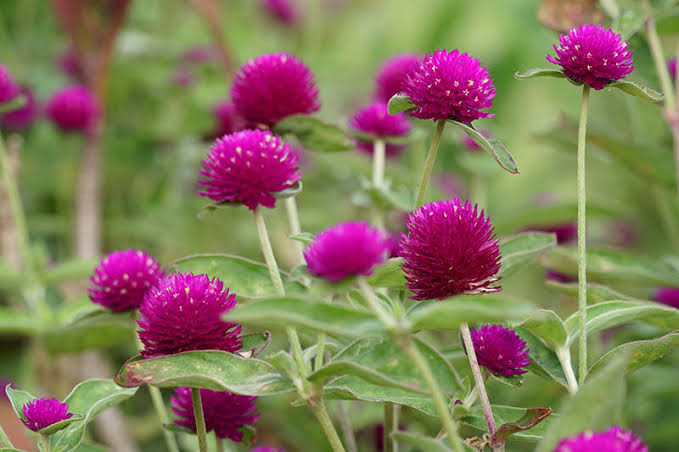 Amaranthus