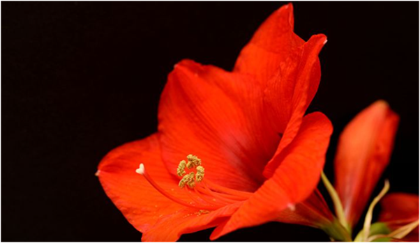 How to Ensure Your Amaryllis Plants Thrive: Care and Growing Tips