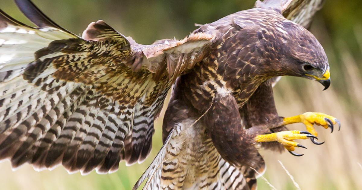 Top 10 British Birds of Prey You Need to See in the Wild