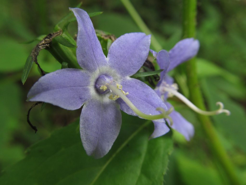 American Campanula