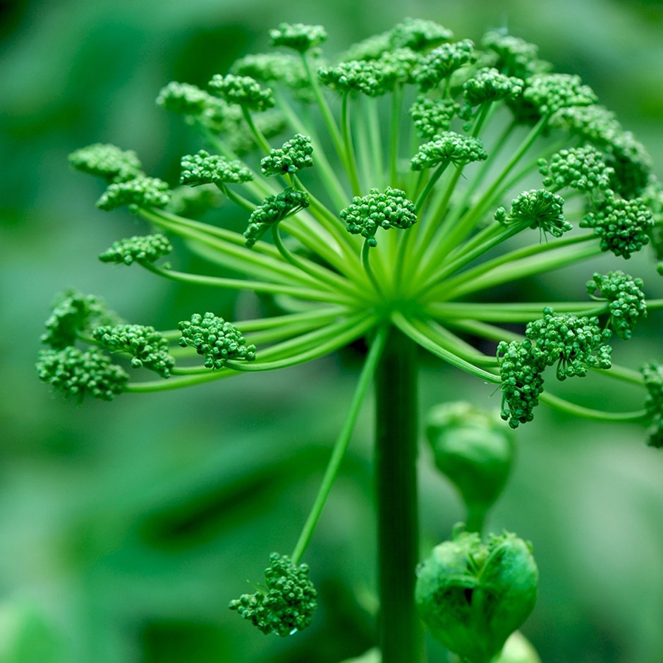 Angelica Archangelical 