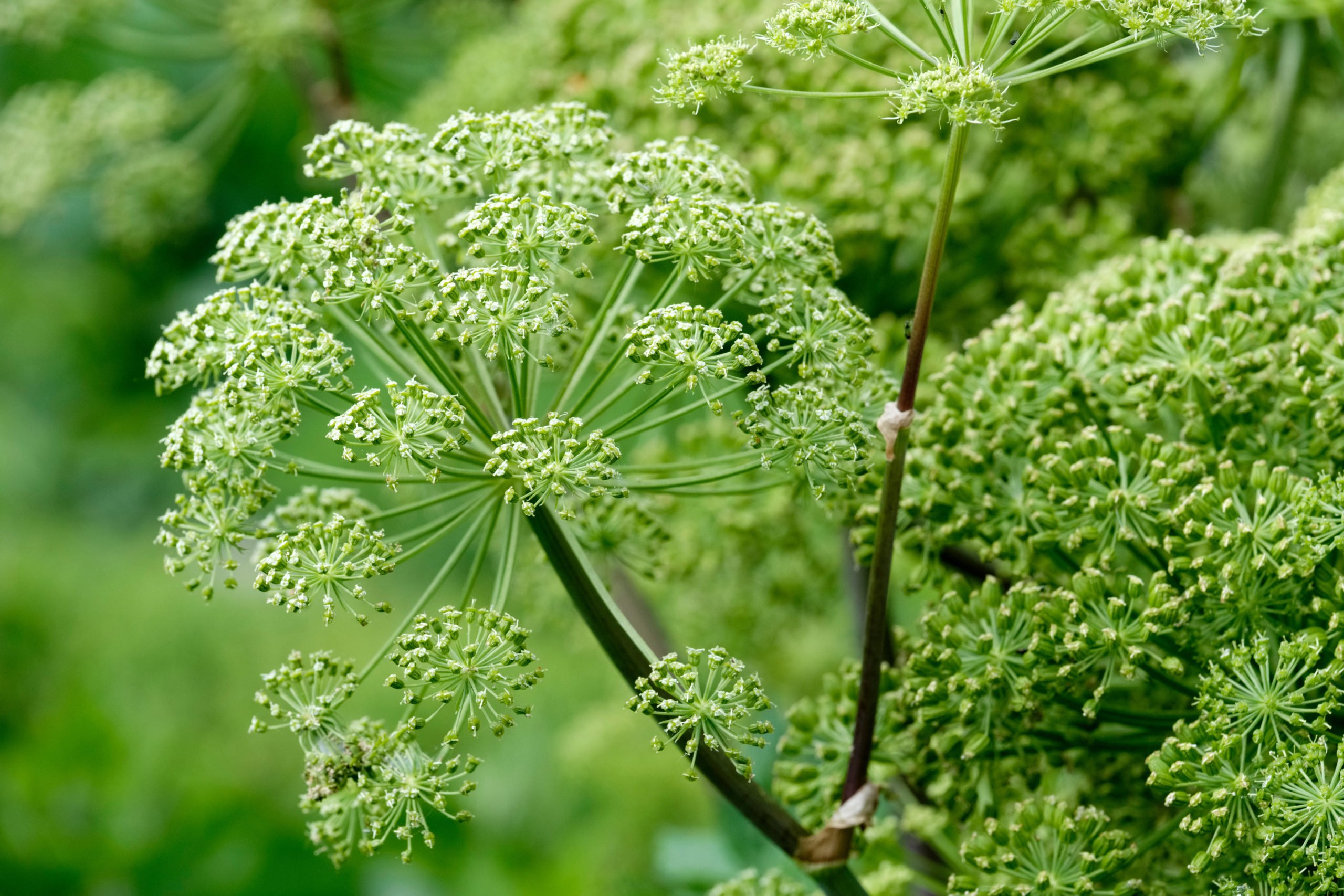 Tips for Growing and Caring For Angelica Plant