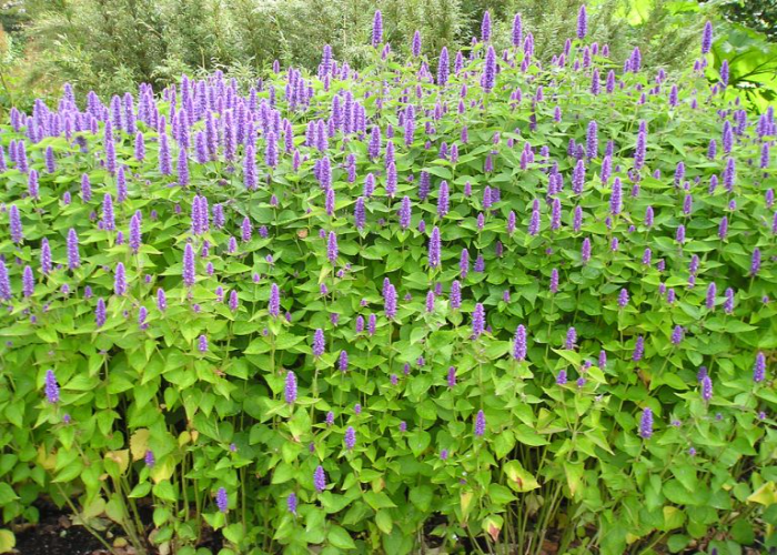 Anise Hyssop