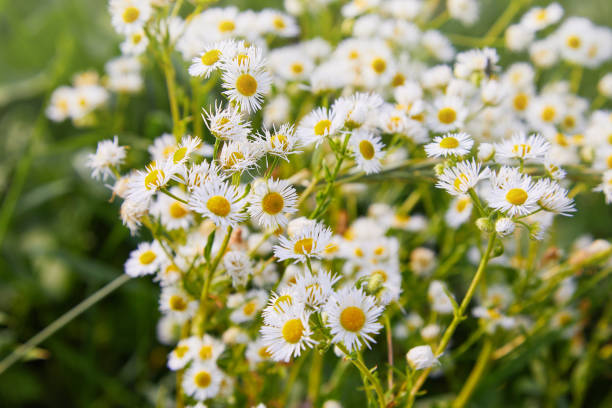 Annual Fleabane