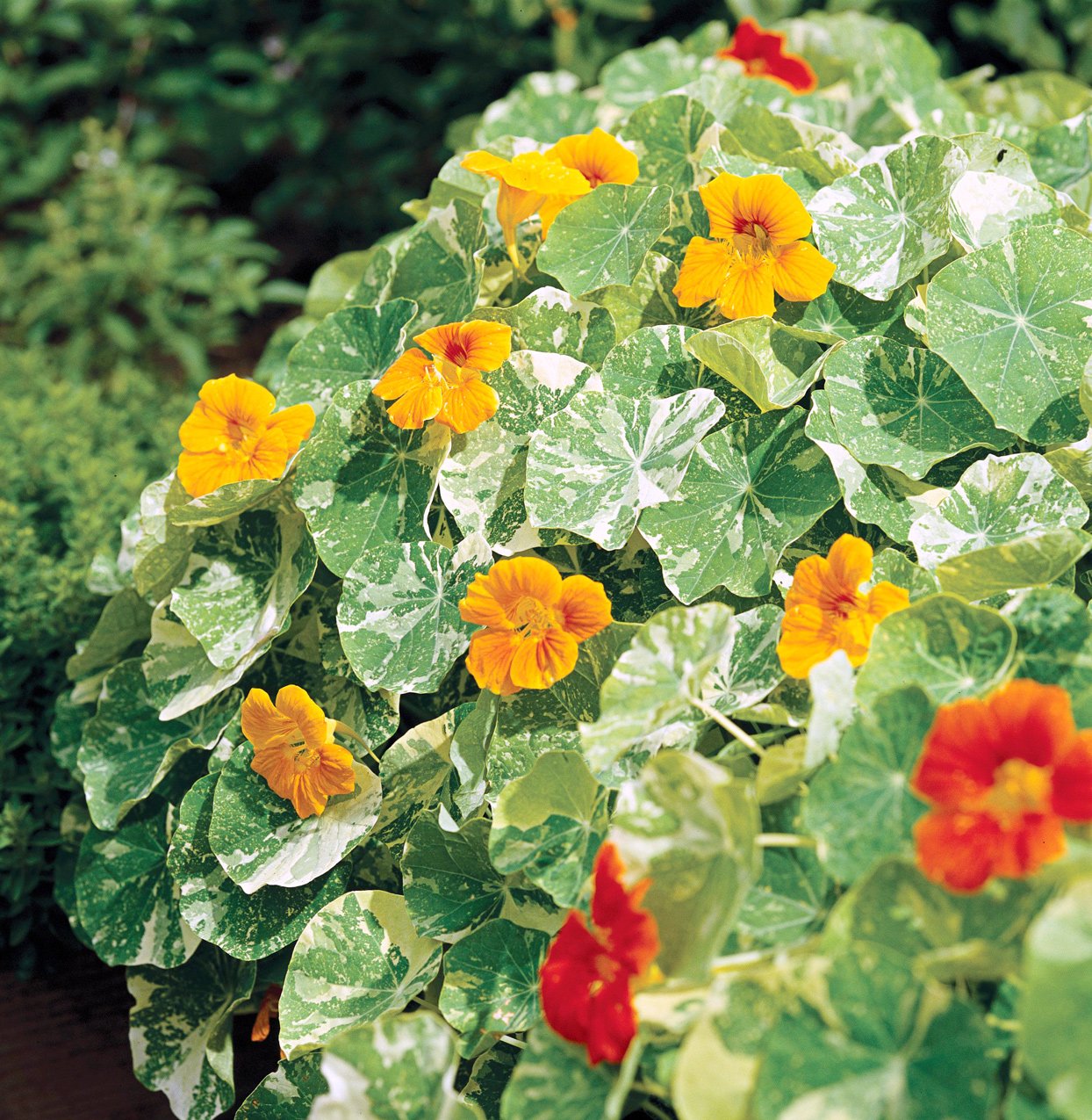 Annual Nasturtium Orange Flower Decor Plant