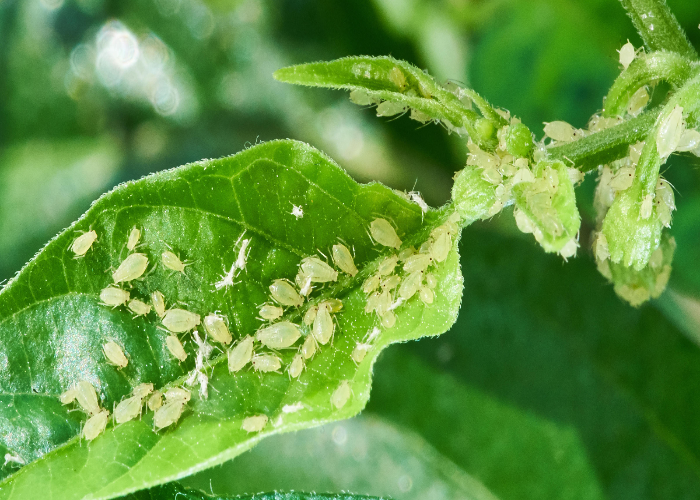 Aphids