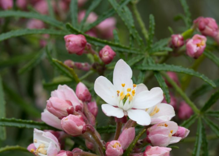 Apple Blossom