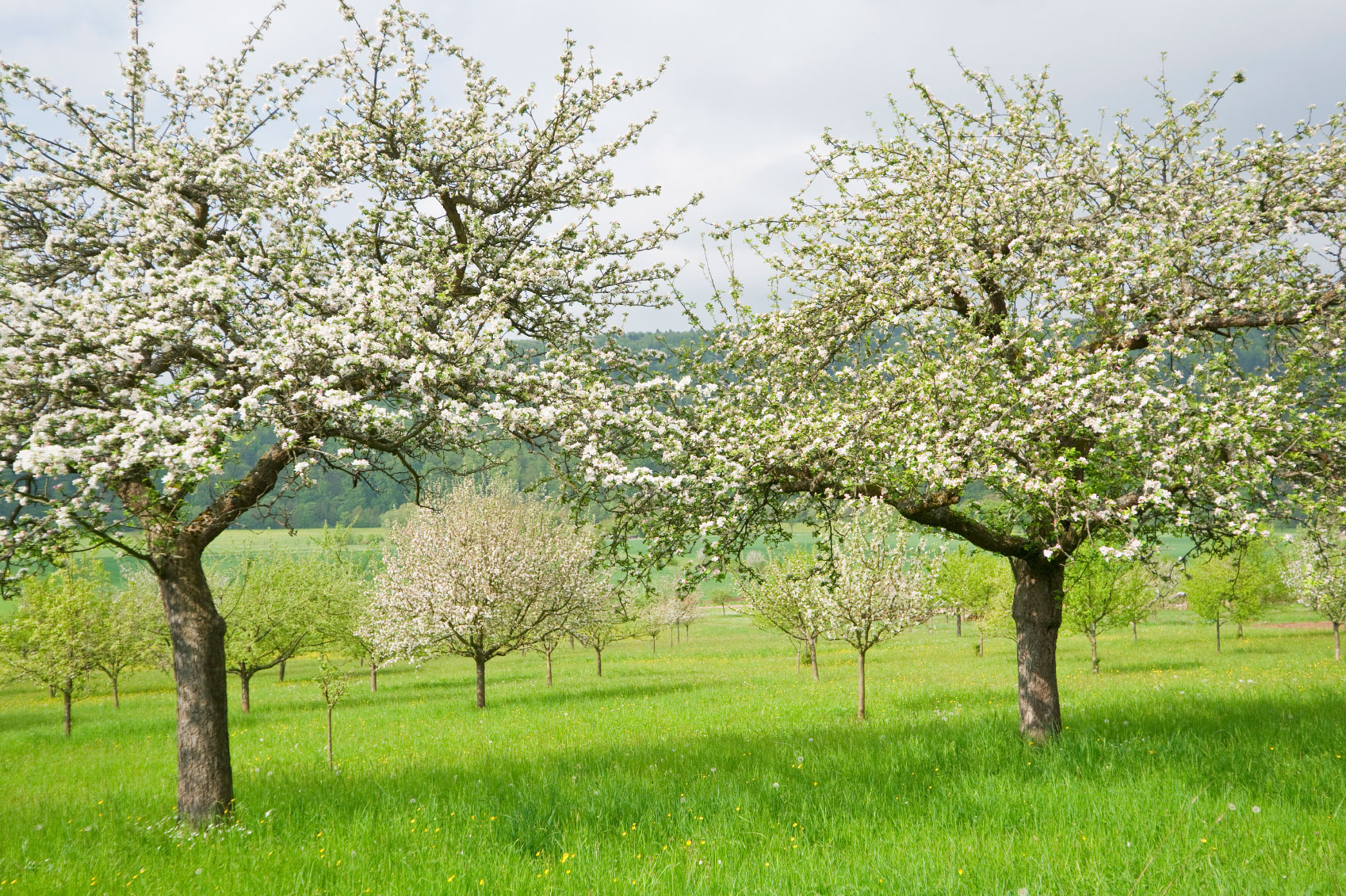 Apple Tree Blossoms