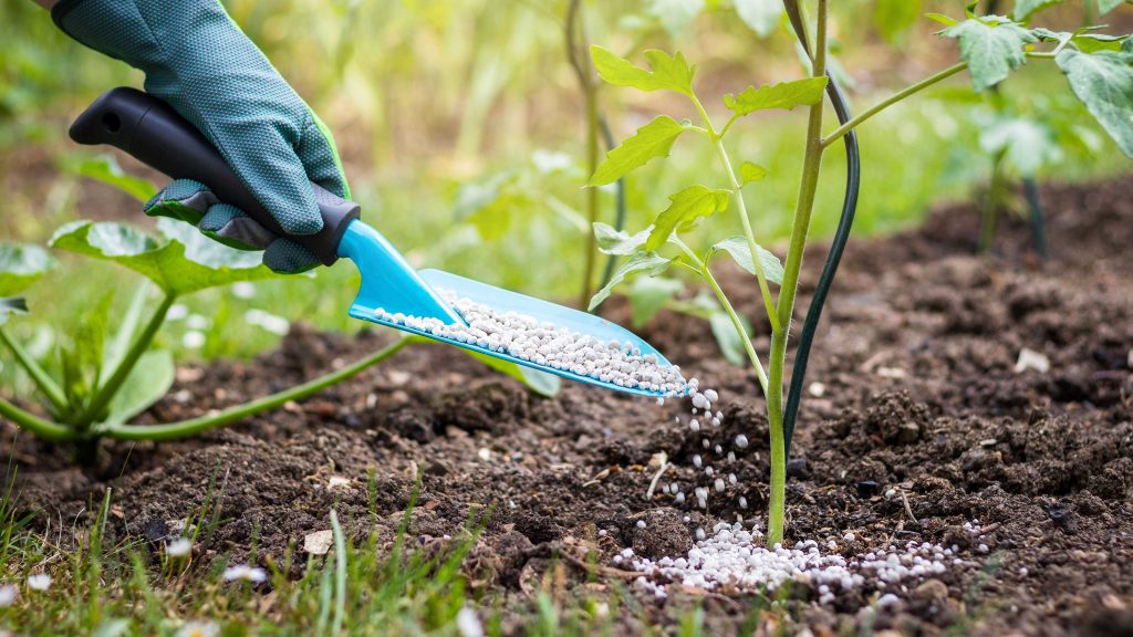  Applying Balanced Fertiliser