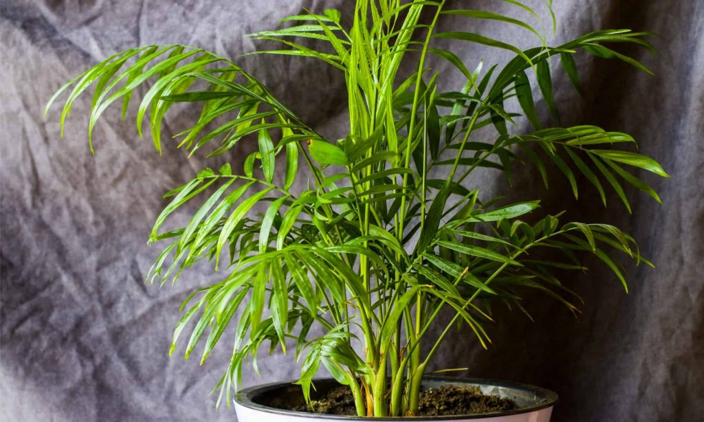 Applying Fertilizers to Areca Plants