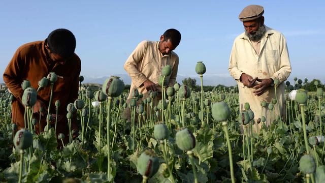 Applying Fertilizers to Poppy Plant