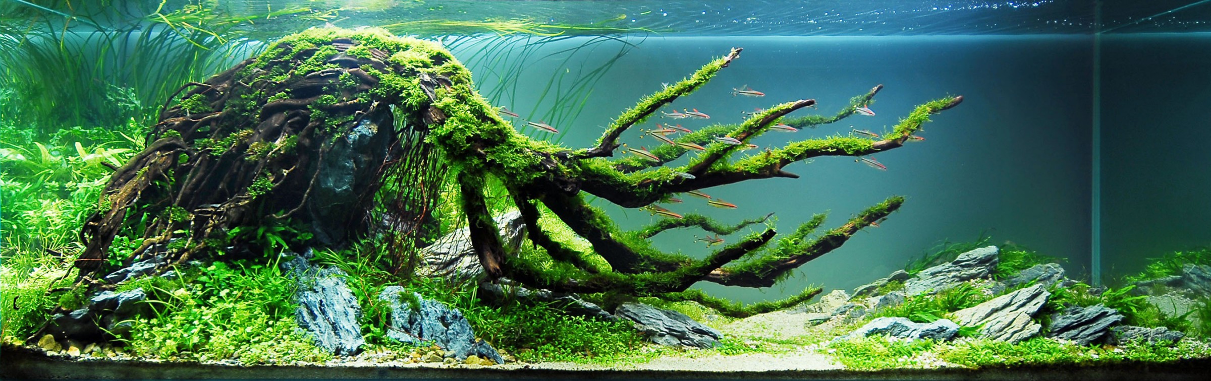 Aquascaping