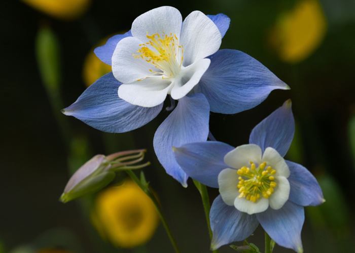 Aquilegia 'Blue Star' (1)