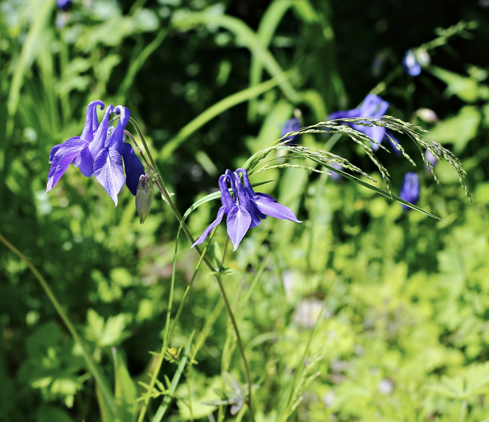 Aquilegia Olympica Columbine