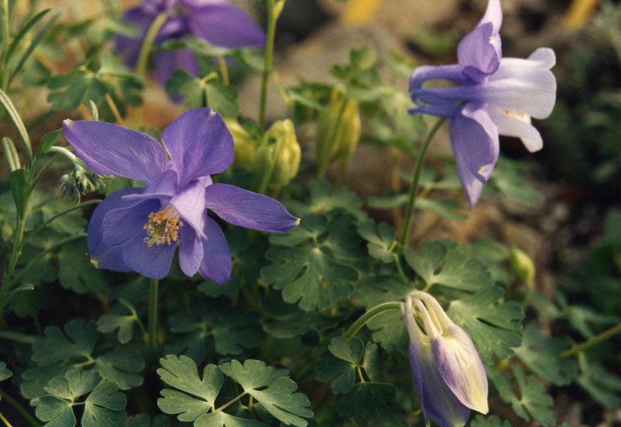 20 Stunning Aquilegia Varieties to Upgrade Your Garden Design