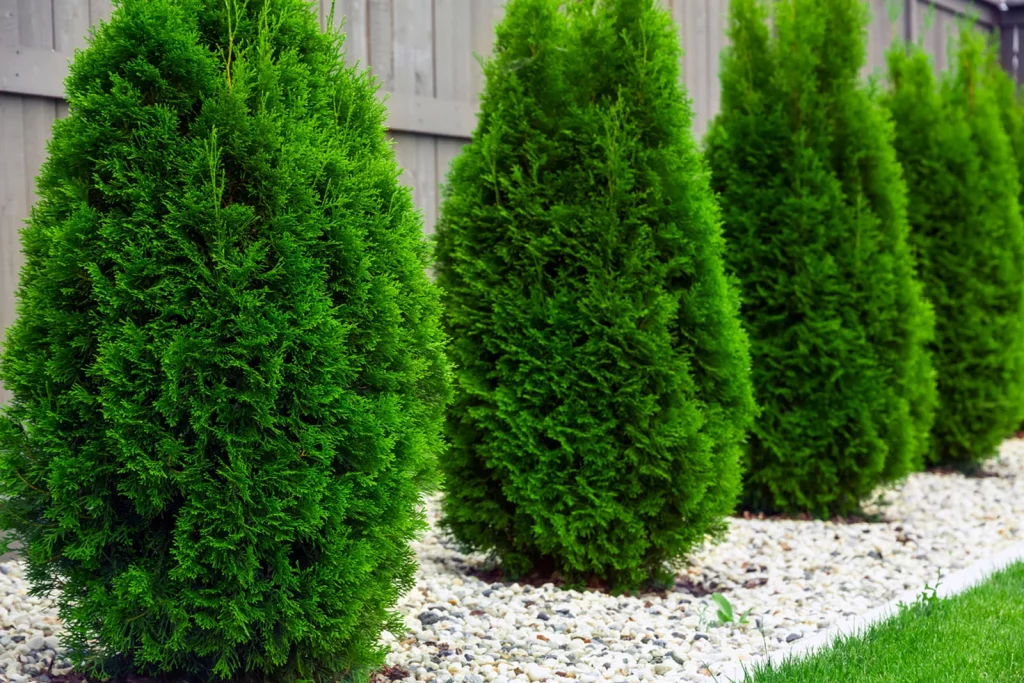 Arborvitae Shrub