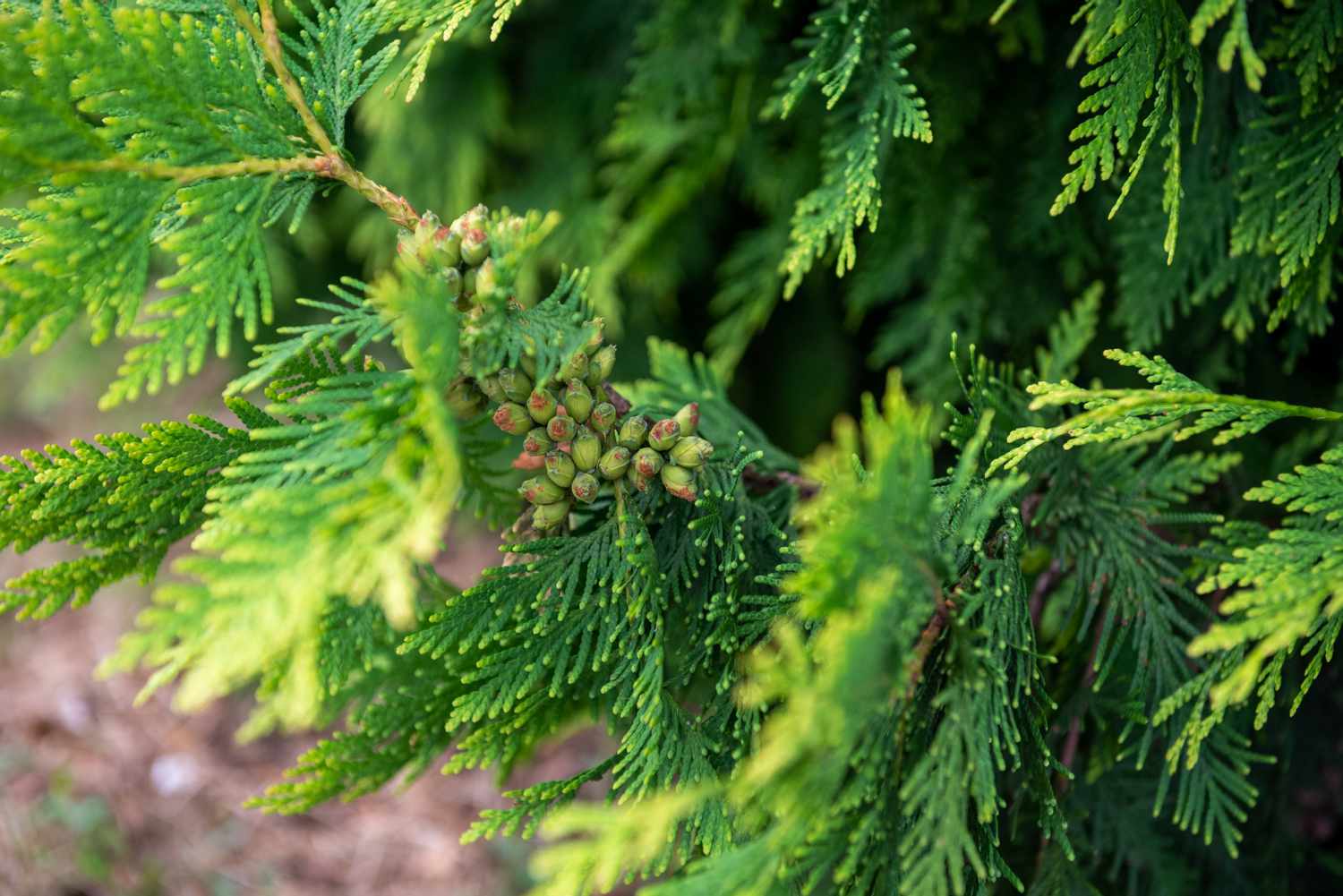 How to Grow and Care for Arborvitae ‘Thuja’