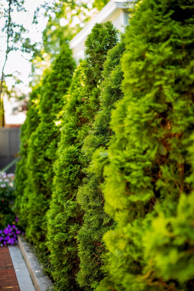 Arborvitae.