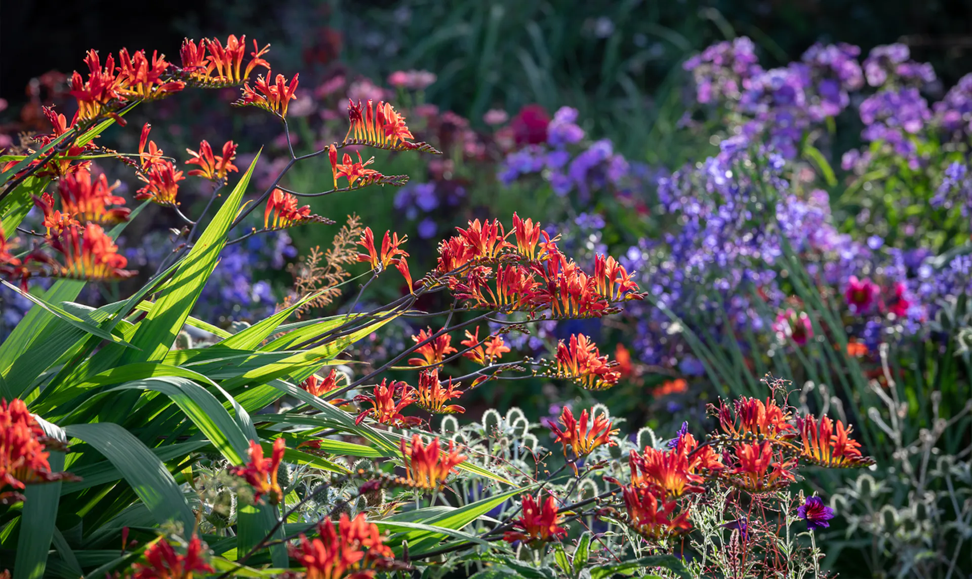 Are Crocosmias Poisonous