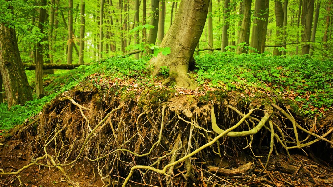 Are Curly Willow Roots Dangerous?