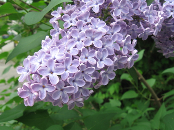 Are Lilacs Evergreen?