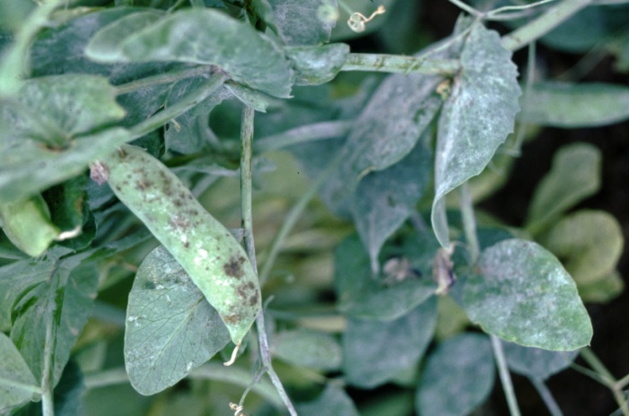 Are Peas Prone to Diseases