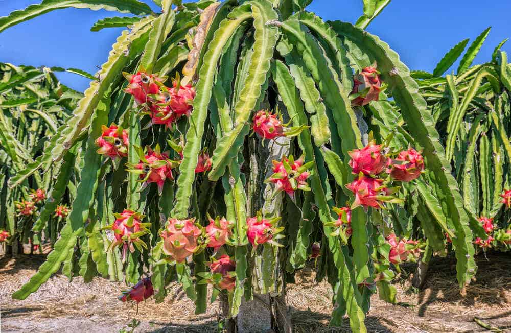 Are Spiky Plants Poisonous