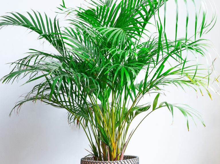 Areca and Kentia Palms