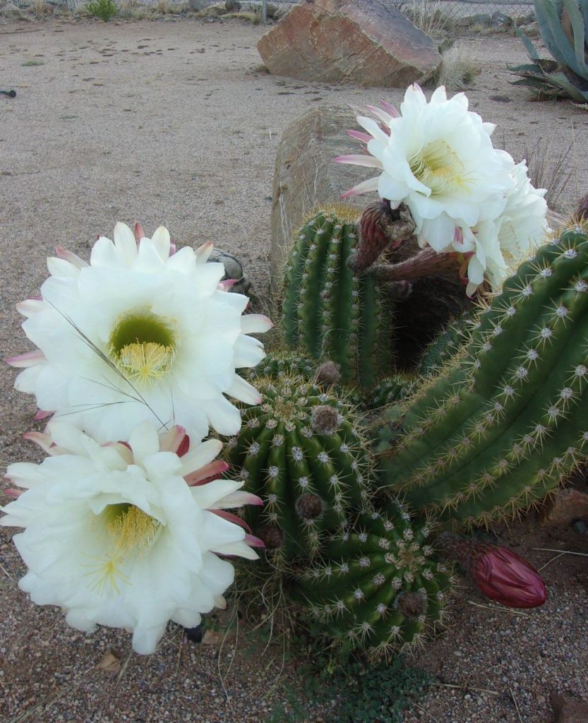 Argentine Giant Cactus