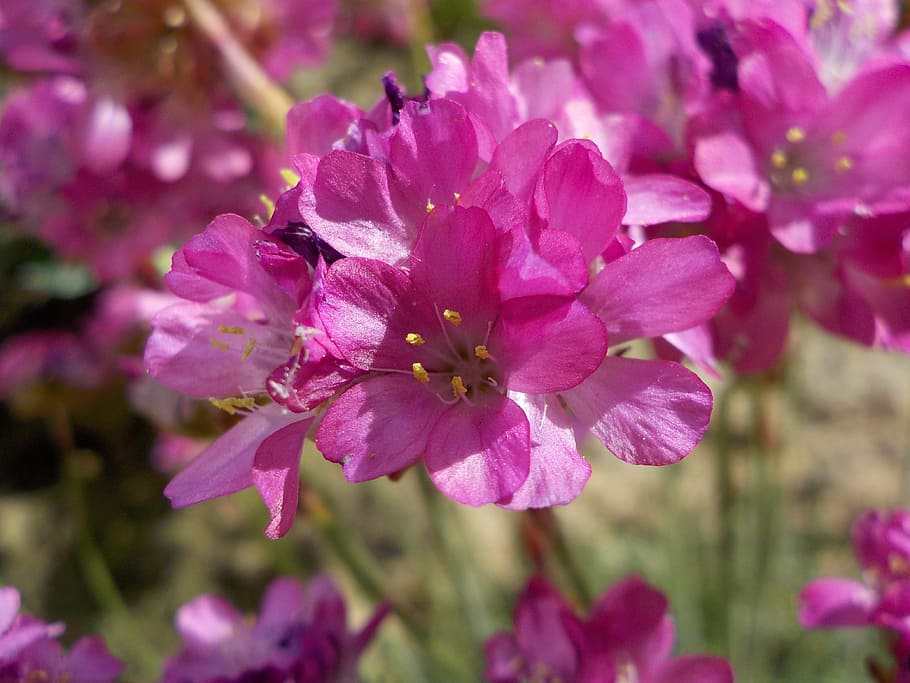 Armeria Maritima 'splendens'