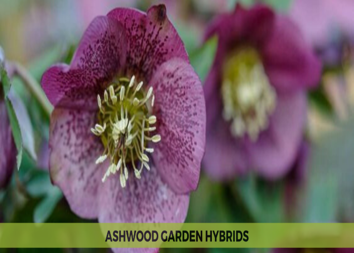 Ashwood Garden Hybrids (1)