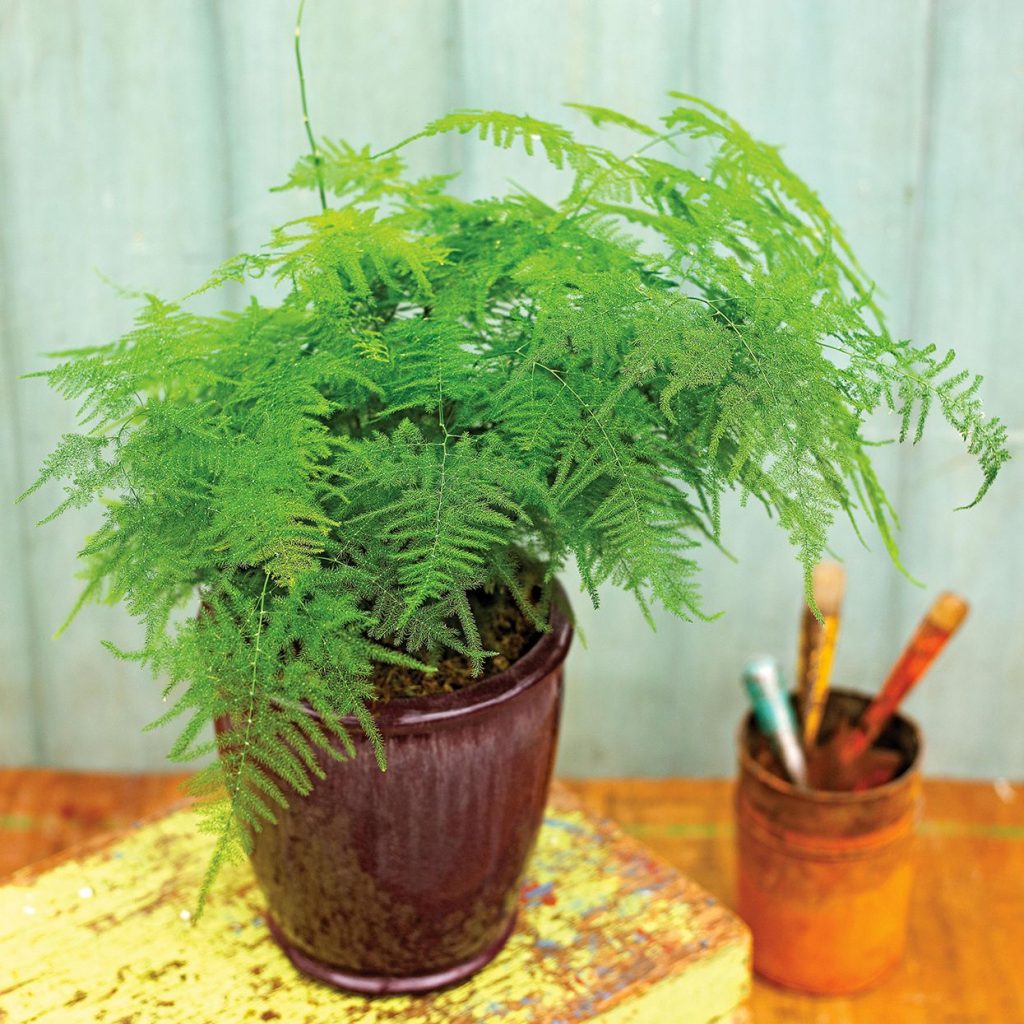 Asparagus Fern