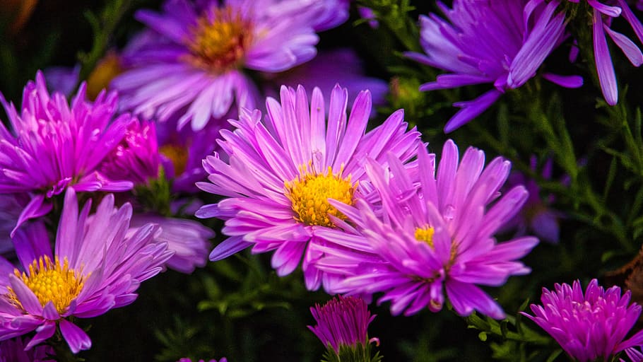 Aster Alpinus 'pinkie'