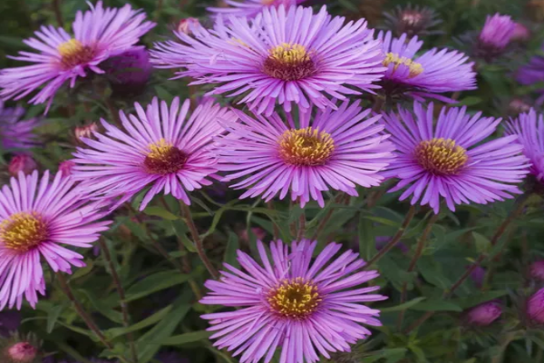 Asters (1)