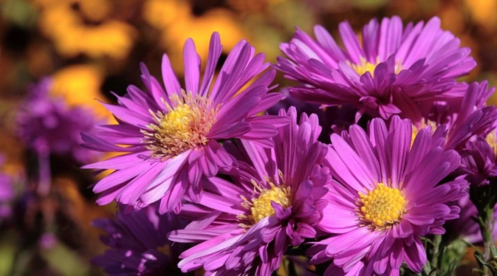 Asters