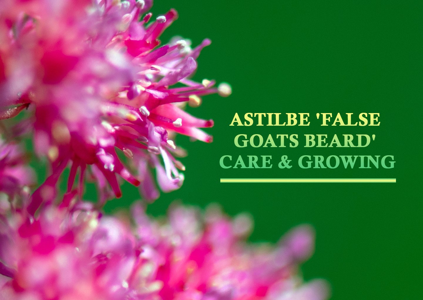 Care Tips and Growing Advice for Astilbe ‘False Goats Beard’