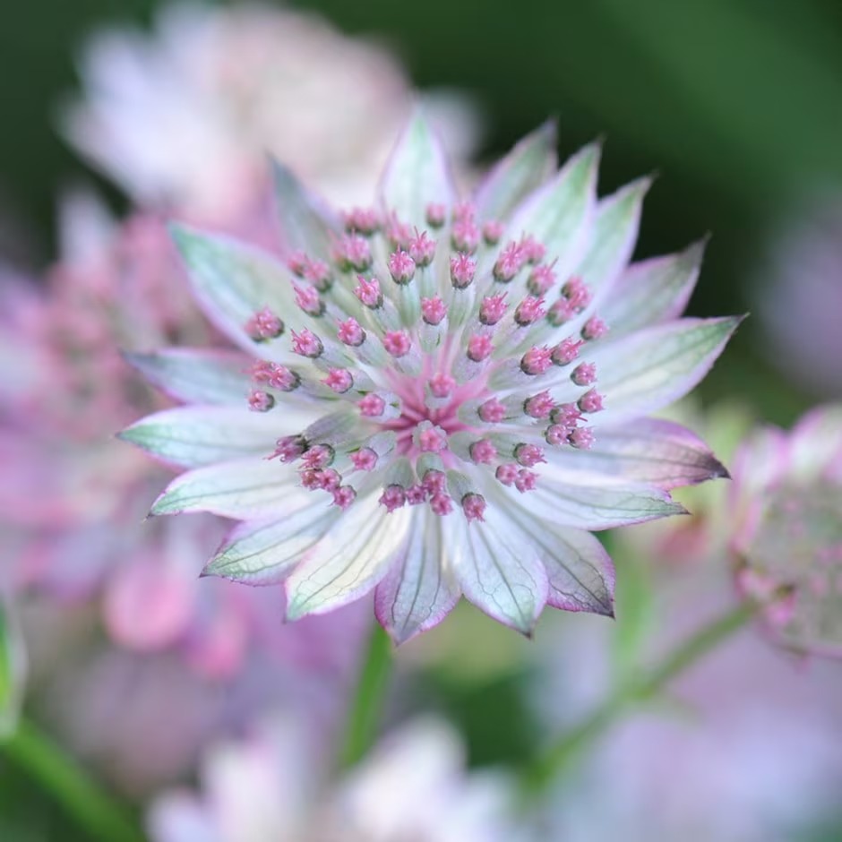 Astrantia Buckland