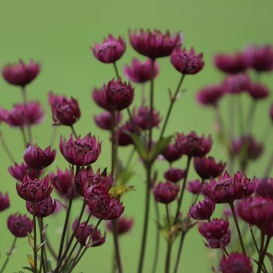 Astrantia Gill Richardson