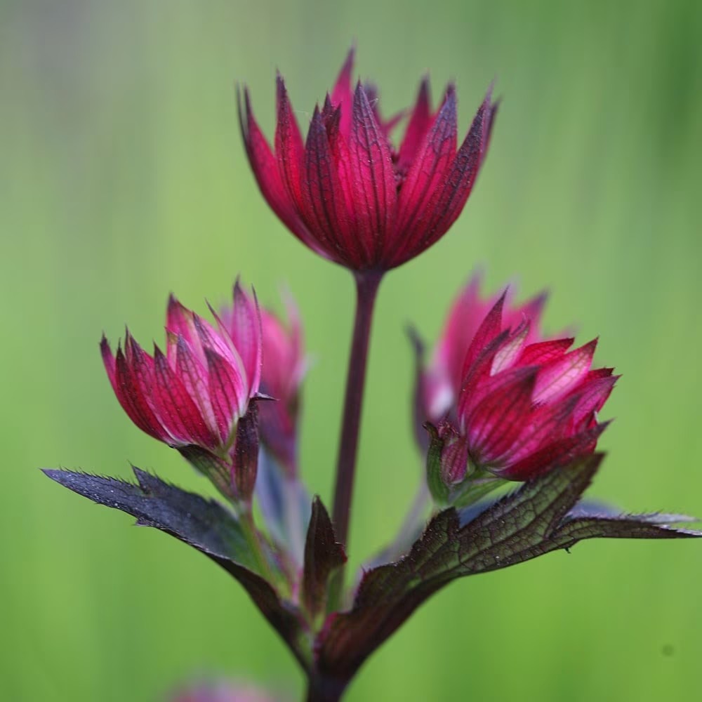 Astrantia Hadspen Blood