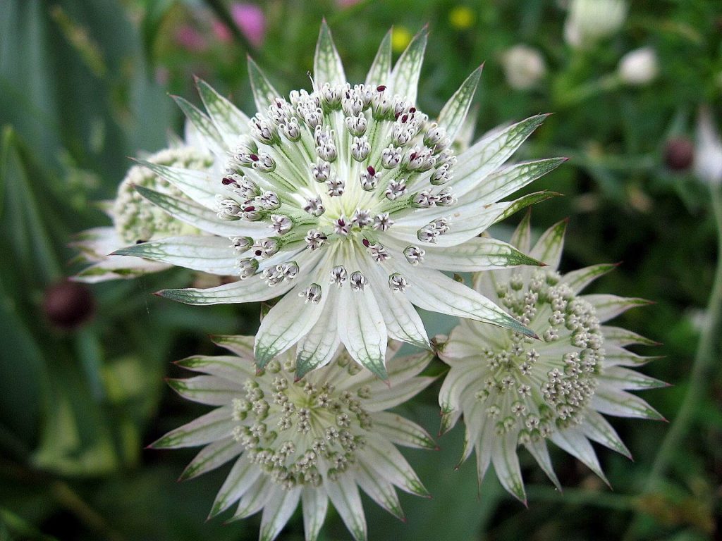 Astrantia Major Alba