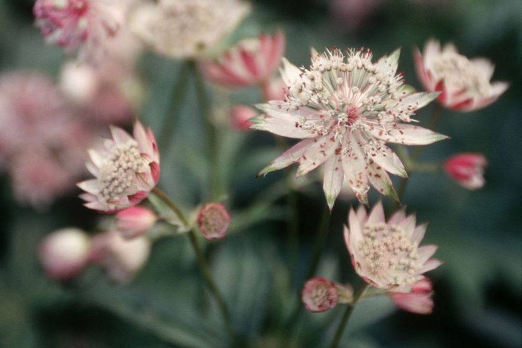 Astrantia Major var.Rosea