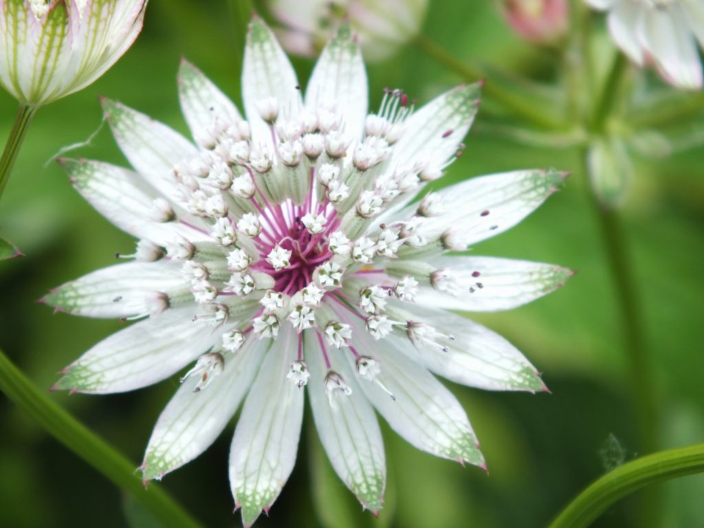 Astrantia Major ‘Alba’